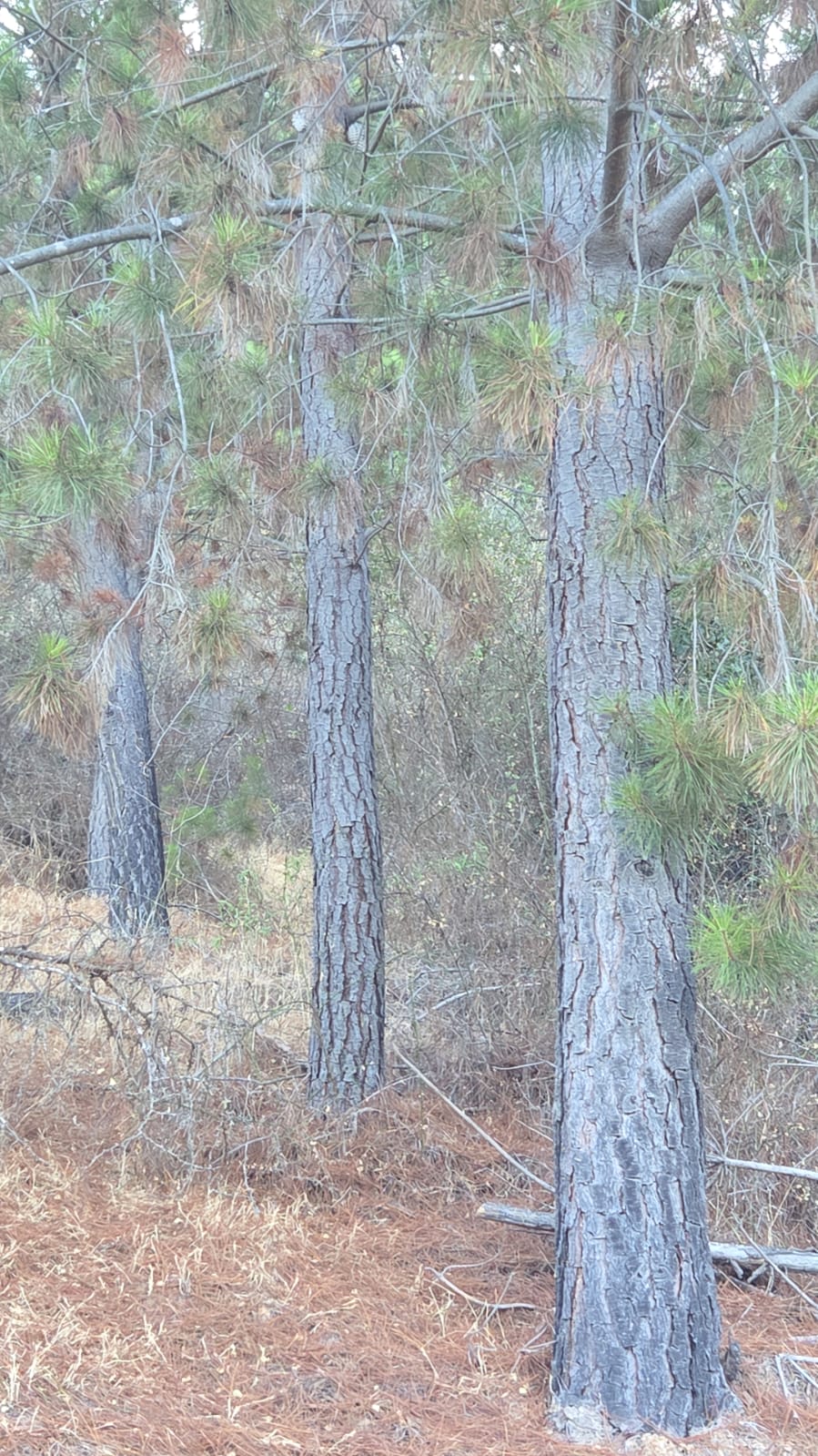 Plantación forestal Pelluhue