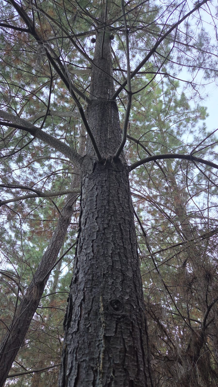 Bosque de pino en crecimiento
